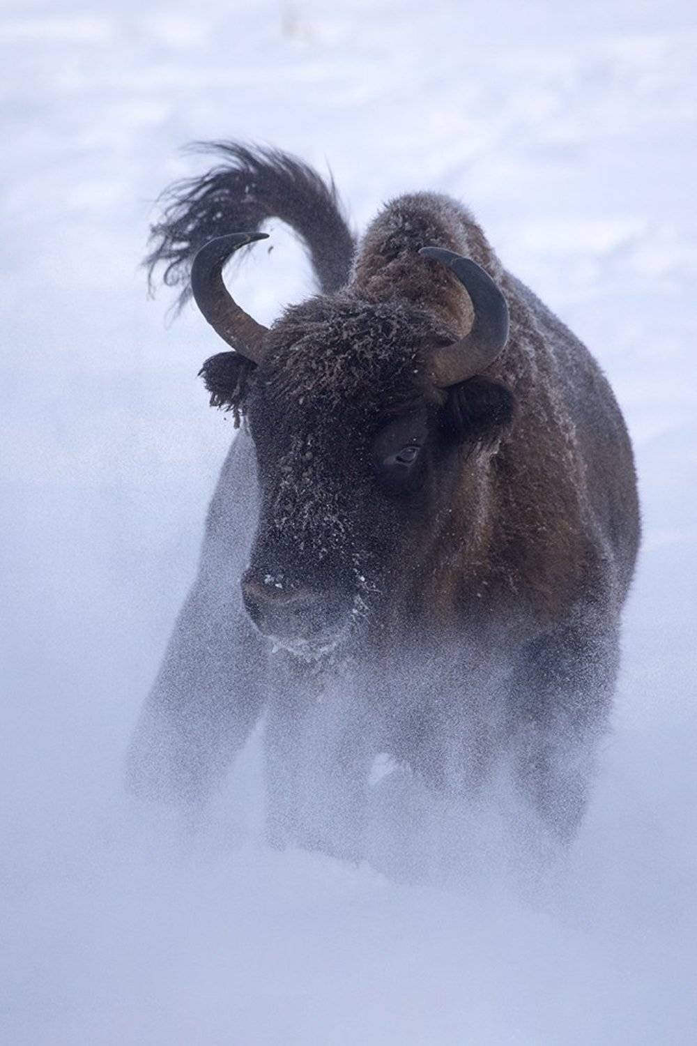 , Иваненко Светлана