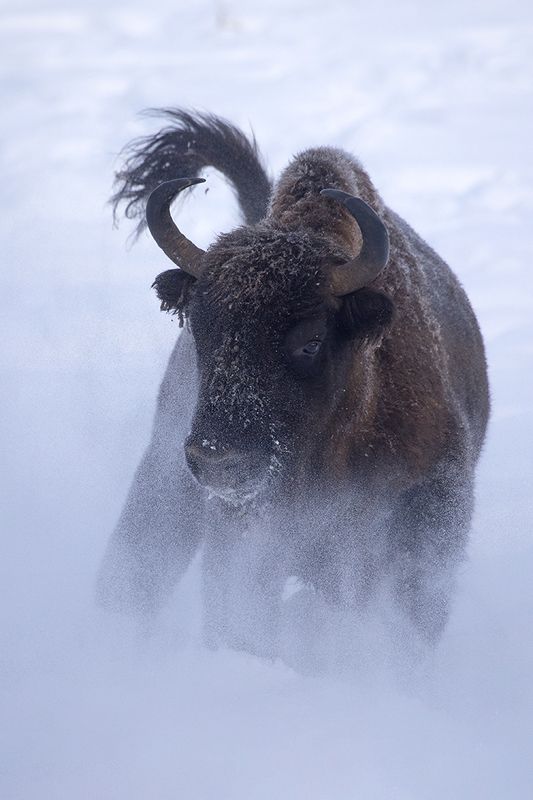 Атака фото превью