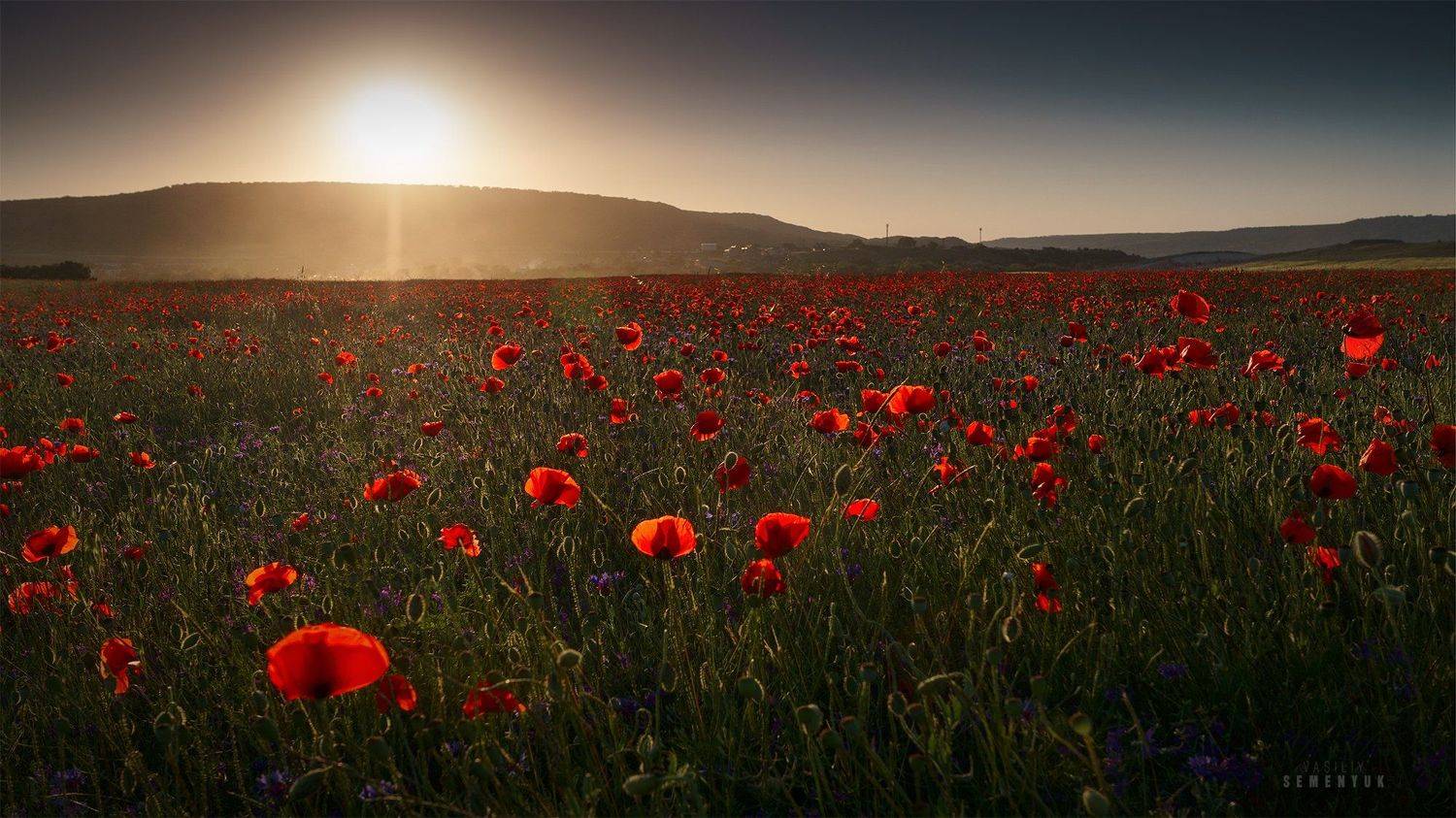 крым, маки, поле, закат, бахчисарай, солнце, поле., Семенюк Василий