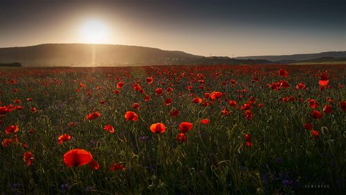 Маковый закат.