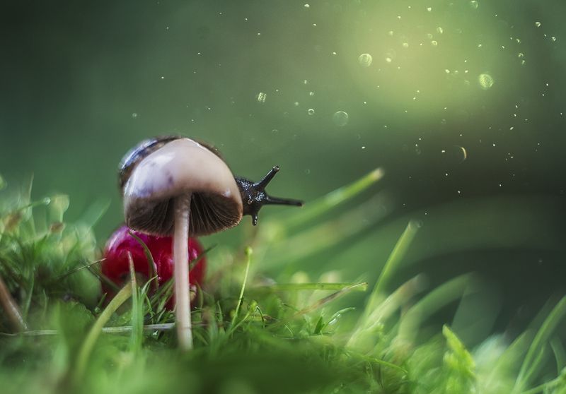 макро, макрофотография, лето, лес, капли, улитка  фото превью