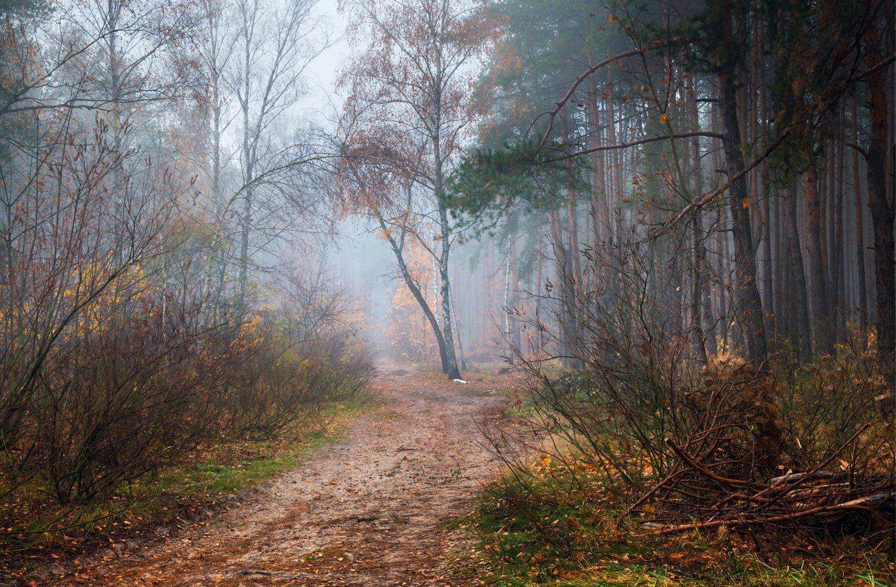 лес, осень, ноябрь, туман, белый, Галанзовская Оксана
