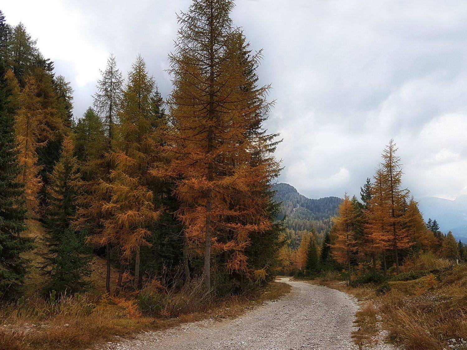 , Игорь Дубровский