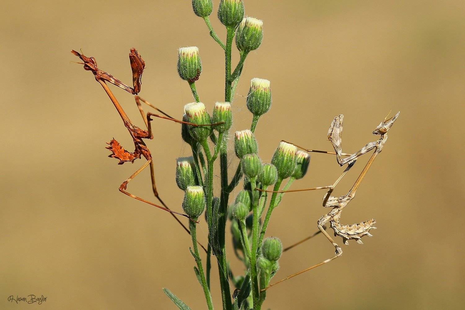 #empusa#fasciata#cone#head#mantis#macro#nature#cyprus, Hasan Baglar