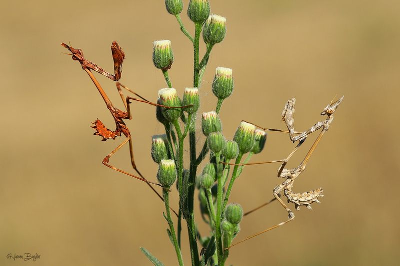 #empusa#fasciata#cone#head#mantis#macro#nature#cyprus Round 1 фото превью