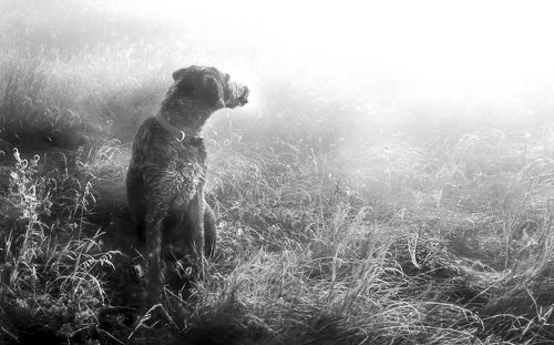 Туман. Август.