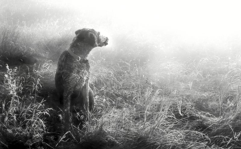 туман, дратхаар, август, роса, Туман. Август. фото превью
