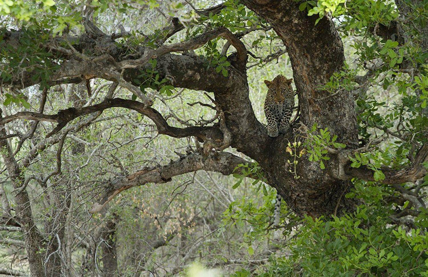 leopard, Родислав Дрибен