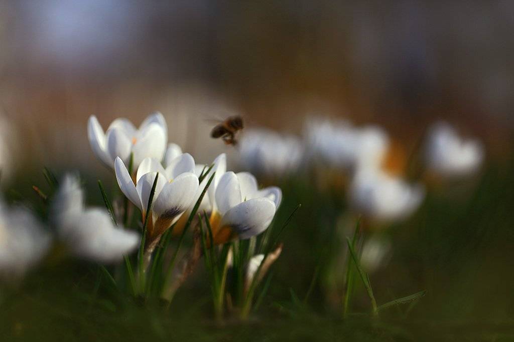 Весна,цветы,солнце., Viktor Schneider