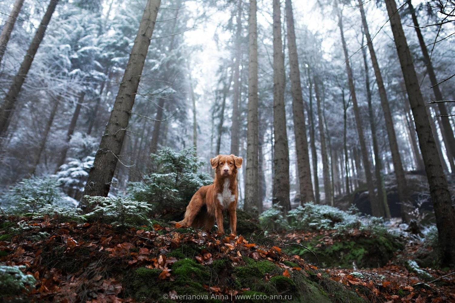 , Анна Аверьянова