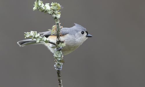 Острохохлая синица -Tufted Titmouse