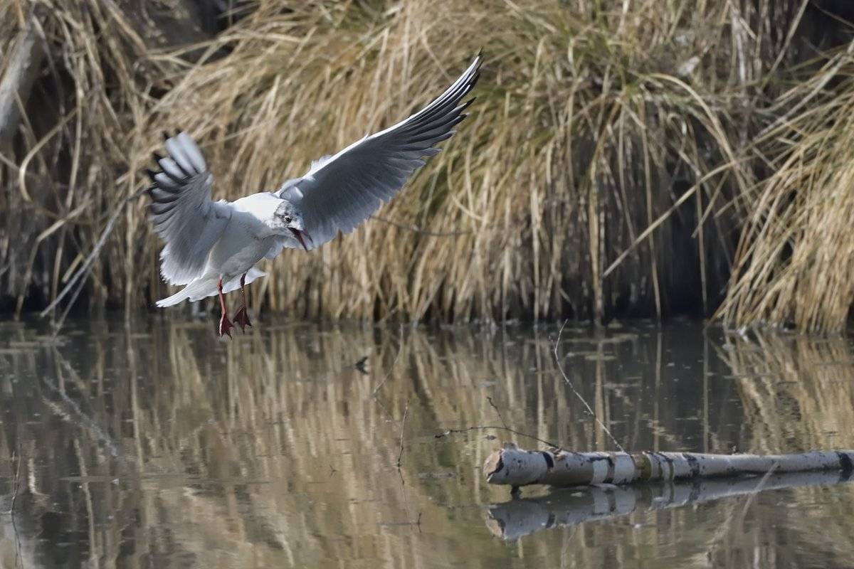 птицы birds slovakia, Jaroslav Mego