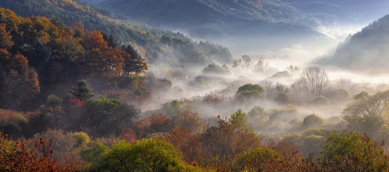 Misty morning in the forest фото превью