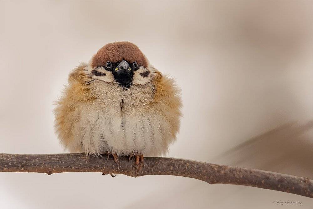 , Валерий Субачев