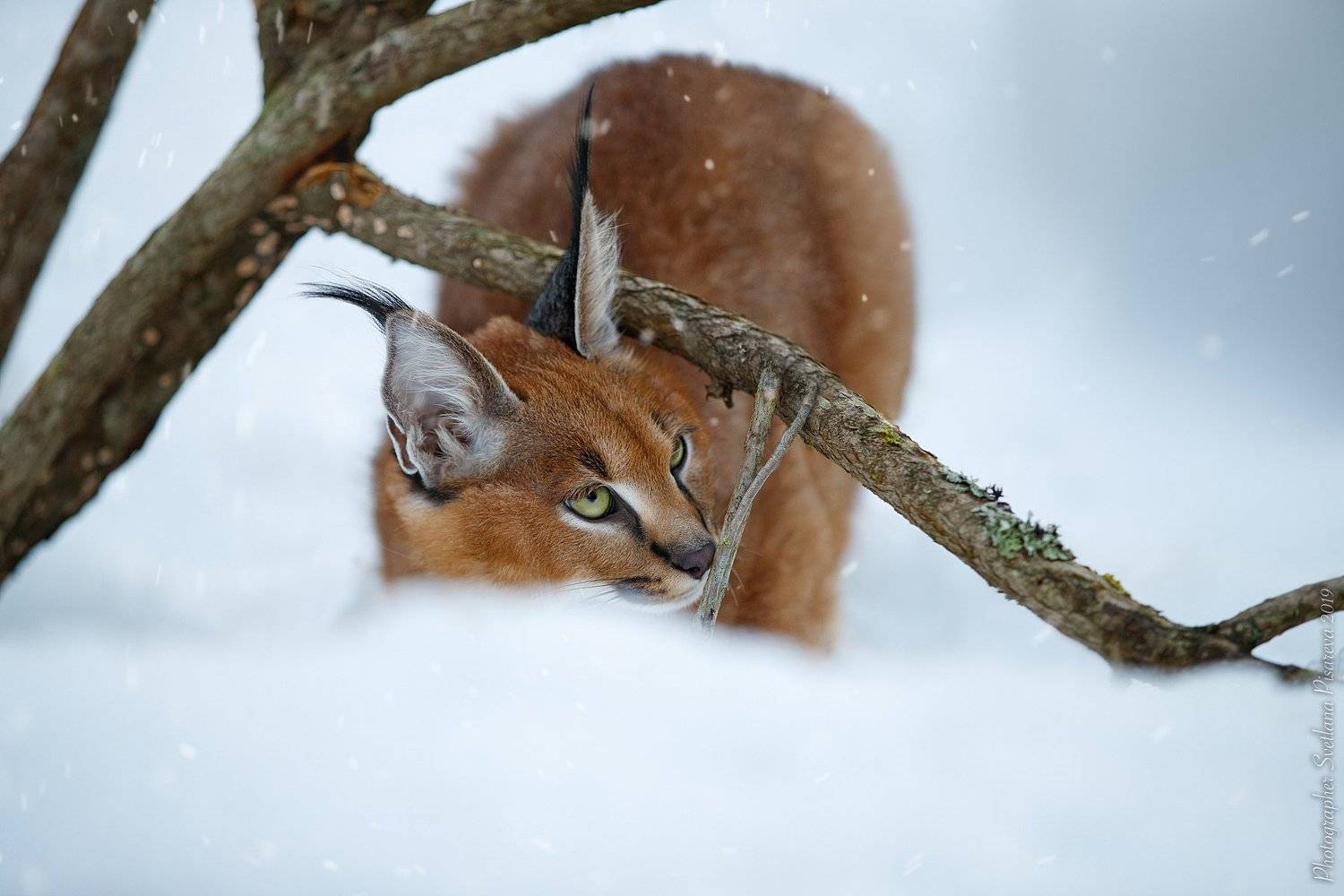 , Светлана Писарева