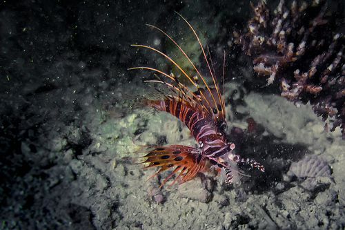 Крылатка (Lionfish) кушает