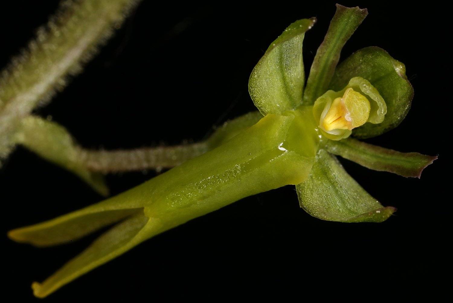 тайник, neottia, ovata, орхидея, Александр Зорин