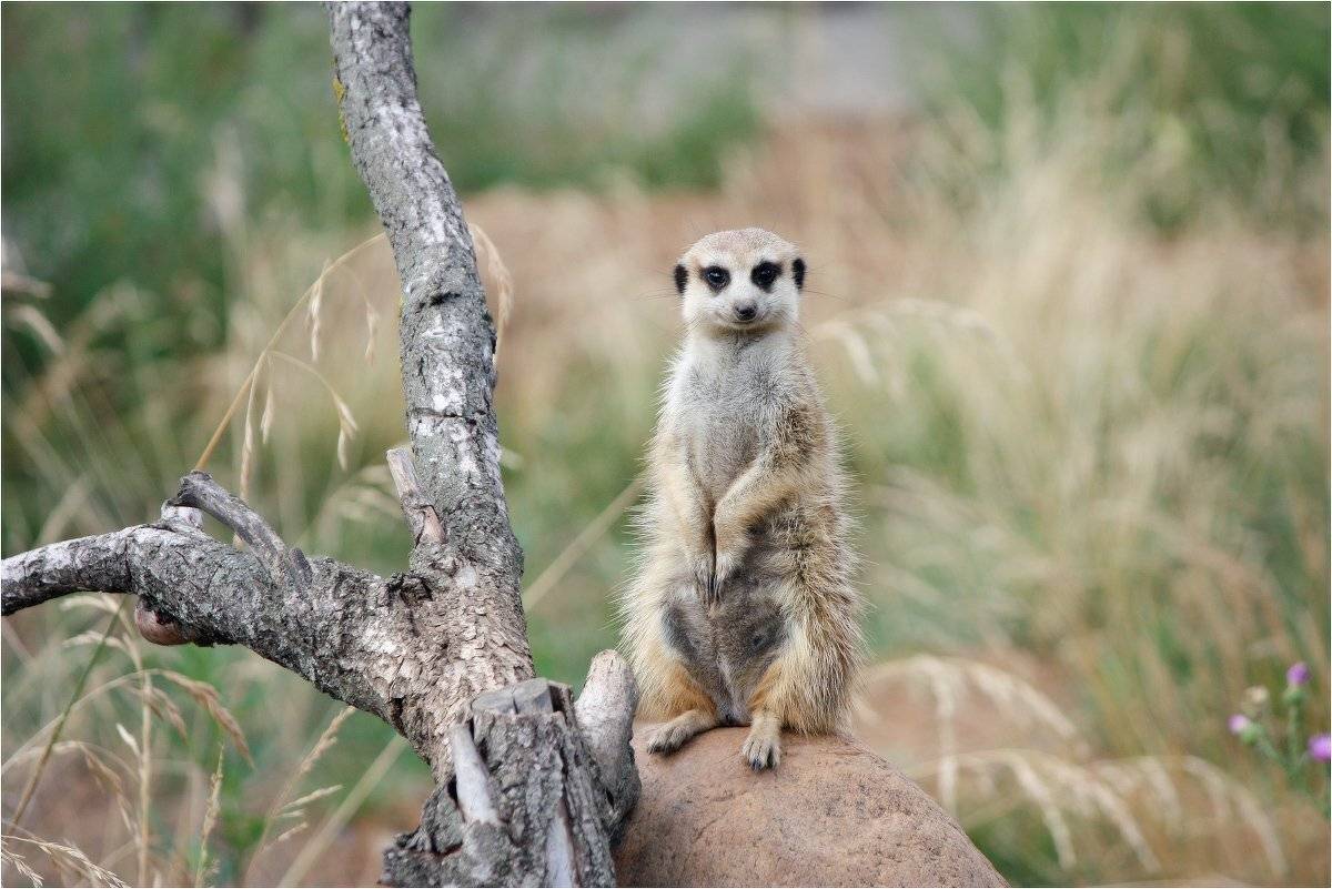 сурикат(лат. suricata suricatta)..., КарОл