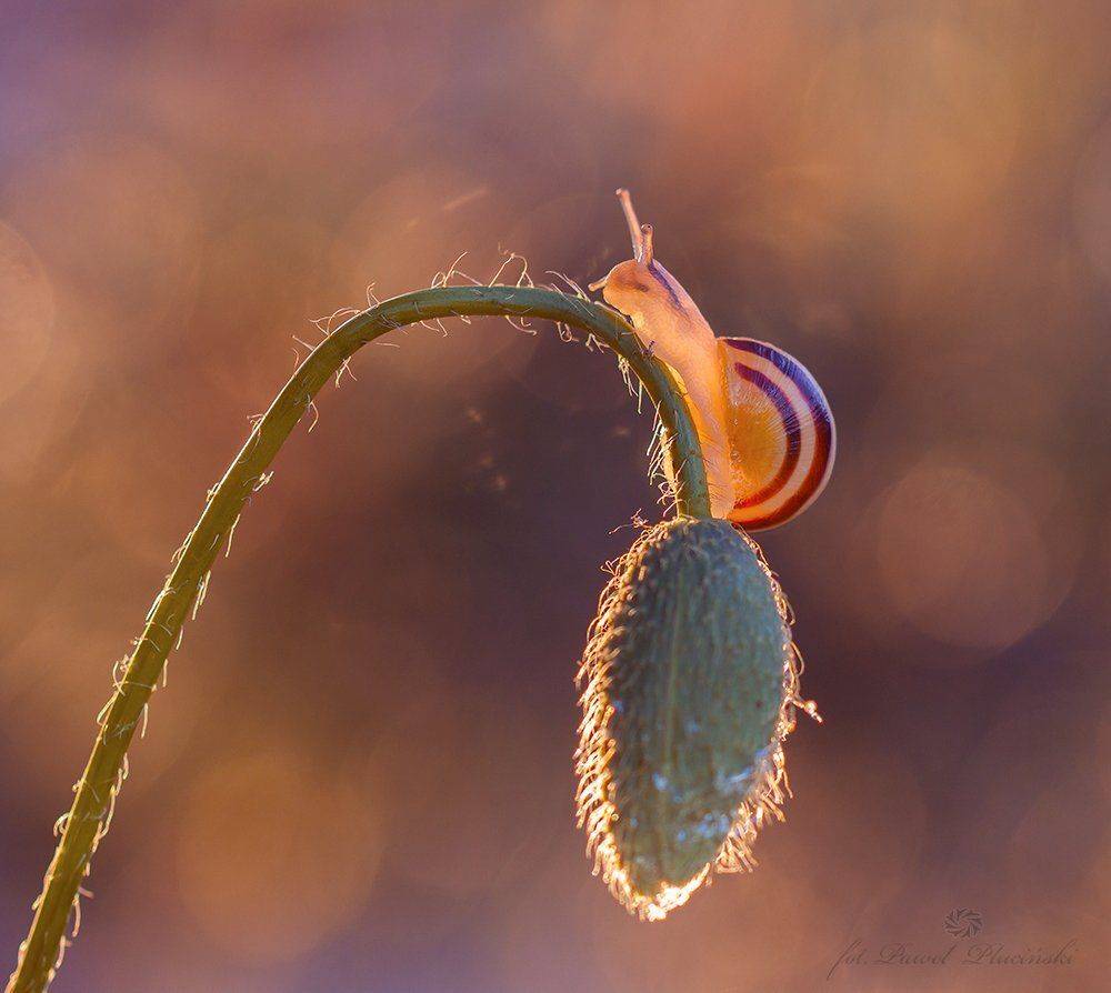 , Pawel Plucinski