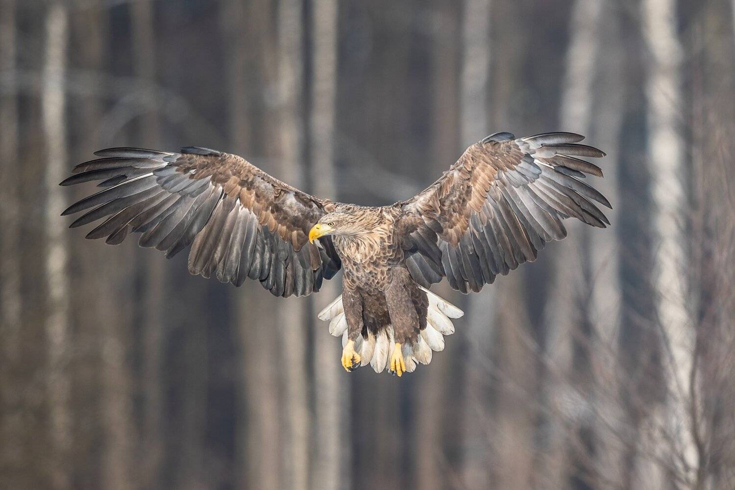 , Marek Biegalski