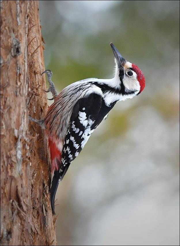 дятел, Андрей Медведев