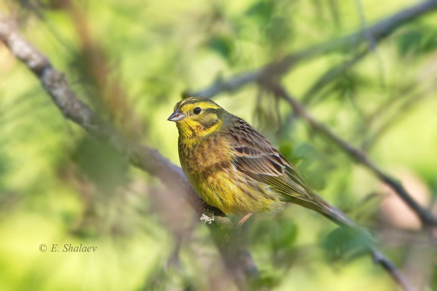 birds,emberiza citrinella,yellowhammer,обыкновенная овсянка,овсянка,птица,птицы,фотоохота, Евгений