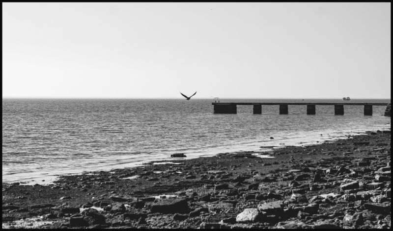 Словения, черно-белая, море, весна Птица на горизонте фото превью