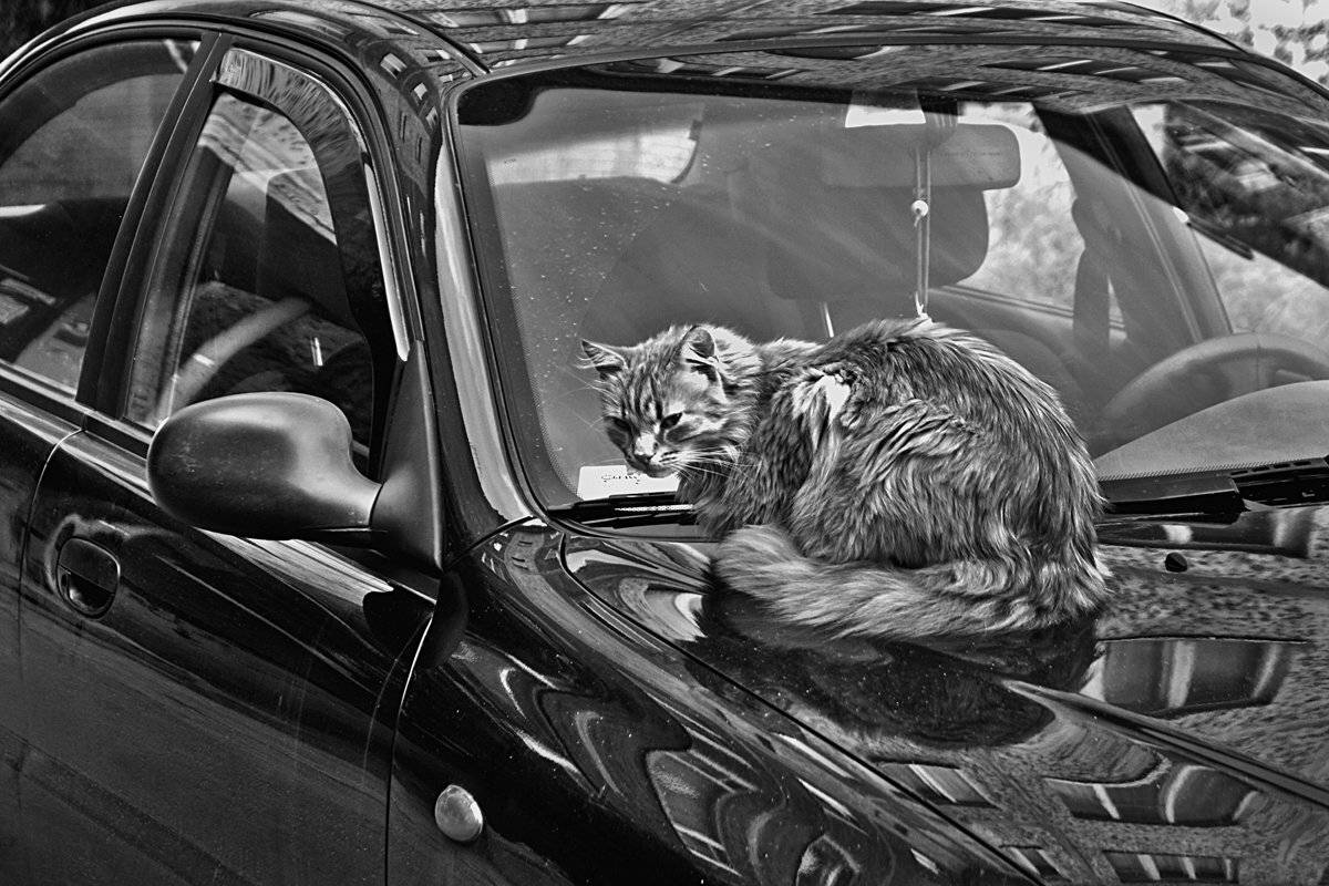 кошка, машина, чб, мурманск, апатиты, Николай Смоляк