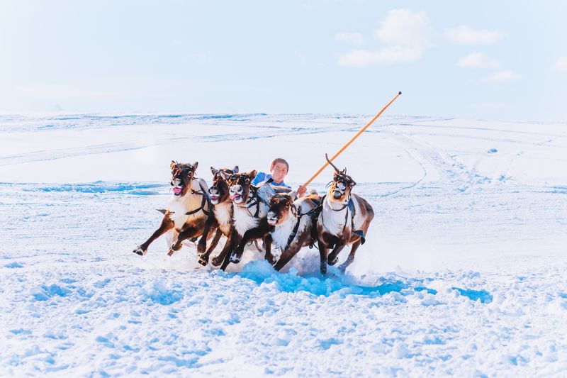 ямал, салехард , гонки ,ямал ,янао, олени, природа ,полярный урал \