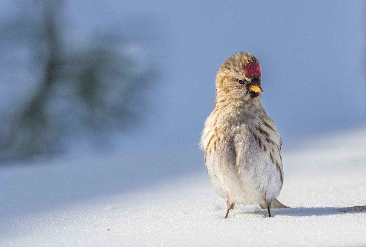 , Курлянцев Алексей