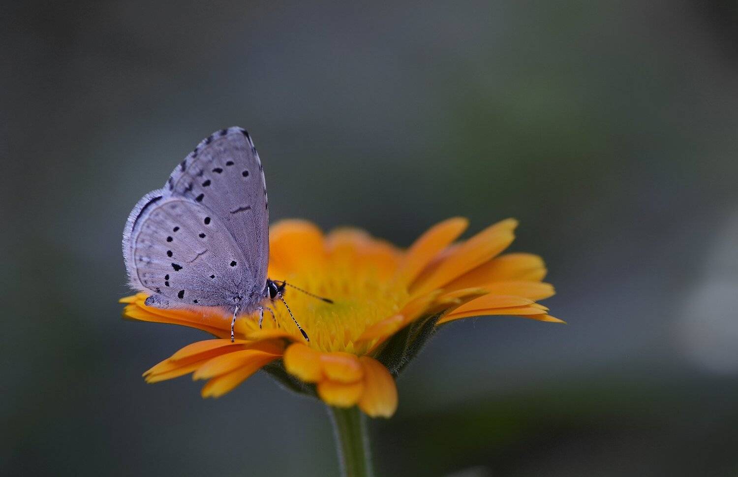природа, макро, цветы, календула, насекомое, бабочка, голубянка, Неля Рачкова