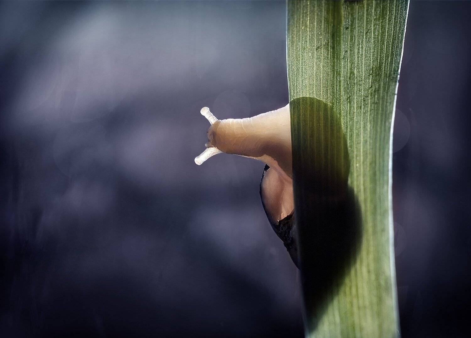 улитка, тень, природа, snail, nature, свет, Людмила Гудина