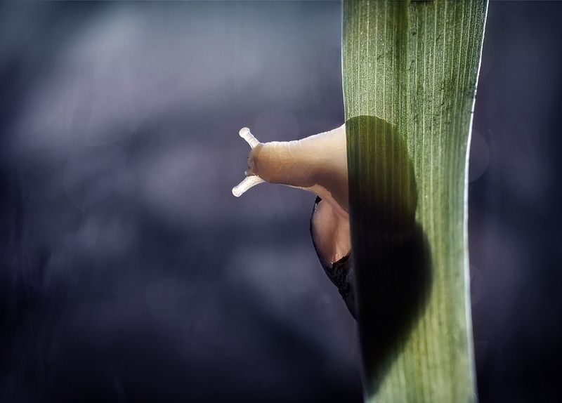 улитка, тень, природа, snail, nature, свет Игра света и тени фото превью