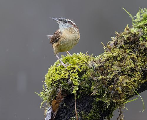 Крапивник Каролинский - Carolina Wren