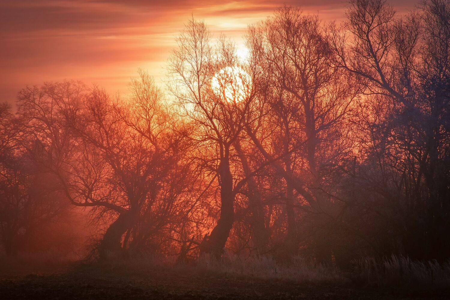 daybreak, sunrise, winter, sky, fog, sun, nature, nikon, clouds, trees, mixt, light, , Krzysztof Tollas