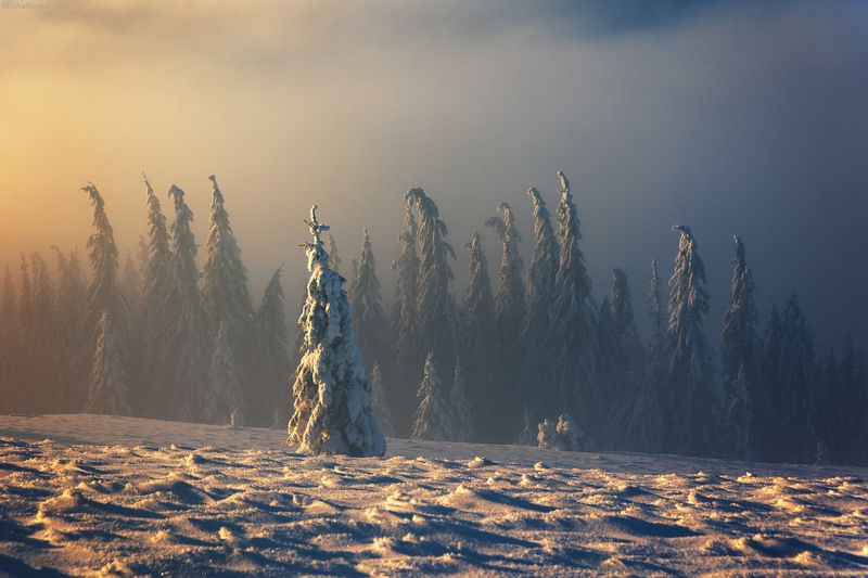 Carpathian trees фото превью