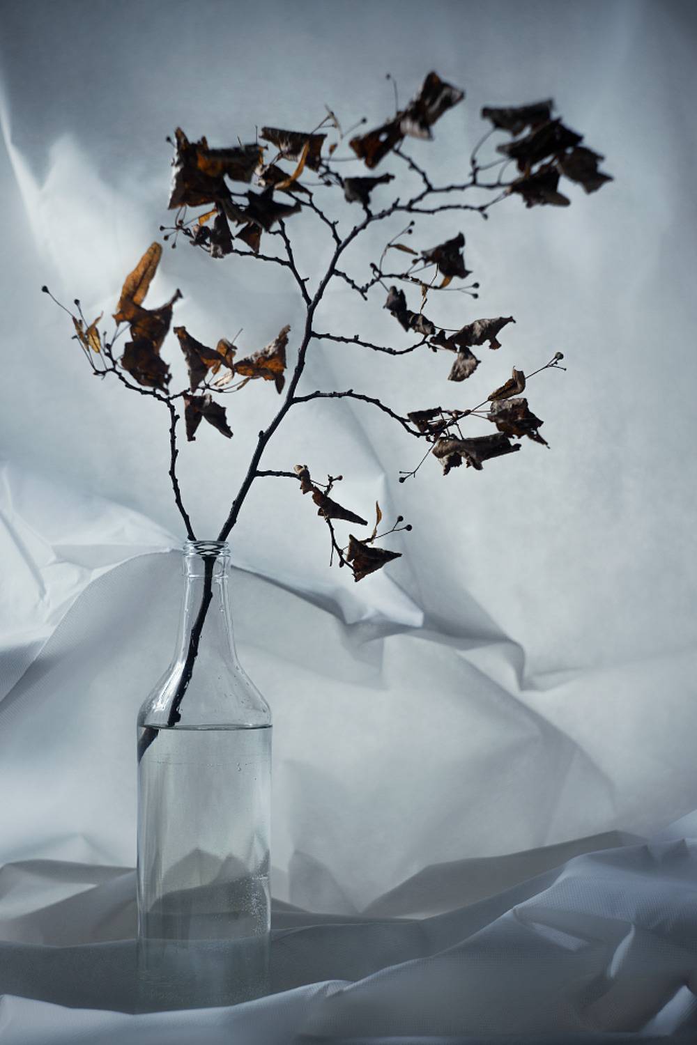 , Алёна Таланова