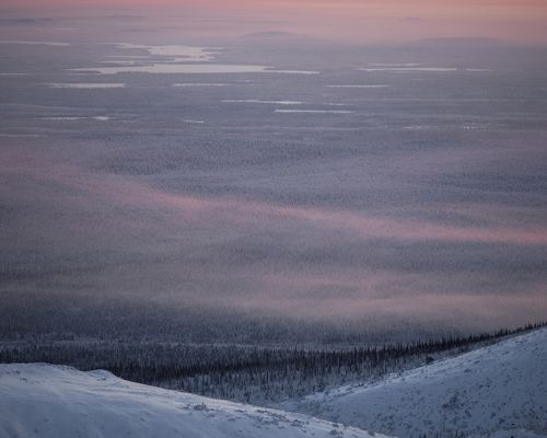 Розовая даль лесотундры.