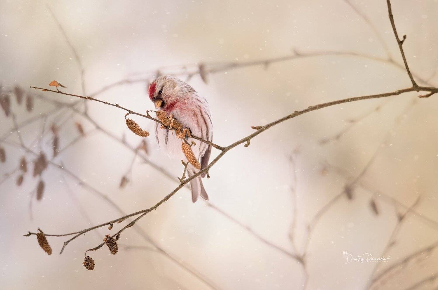 природа, животные, птицы, Дмитрий Посевич