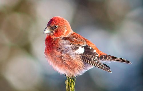 Белокрылый клёст