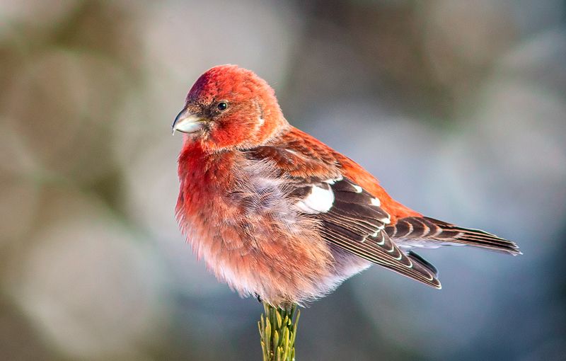 клёст,печора,коми.зима,птицы,анималистика,север,klest, pechora, komi.winter, birds, animalism, north Белокрылый клёст фото превью
