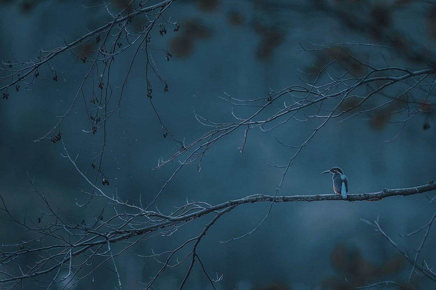 kingfisher, bird, wildlife, Adam Fichna