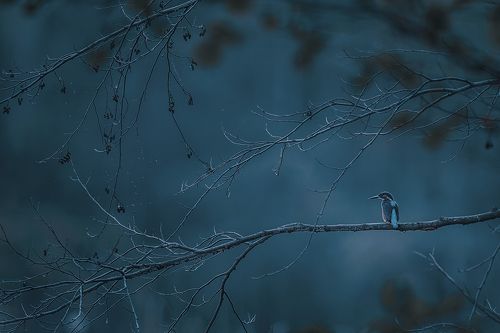 Kingfisher