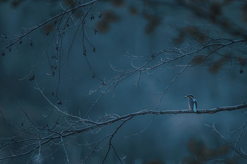 kingfisher, bird, wildlife Kingfisher фото превью