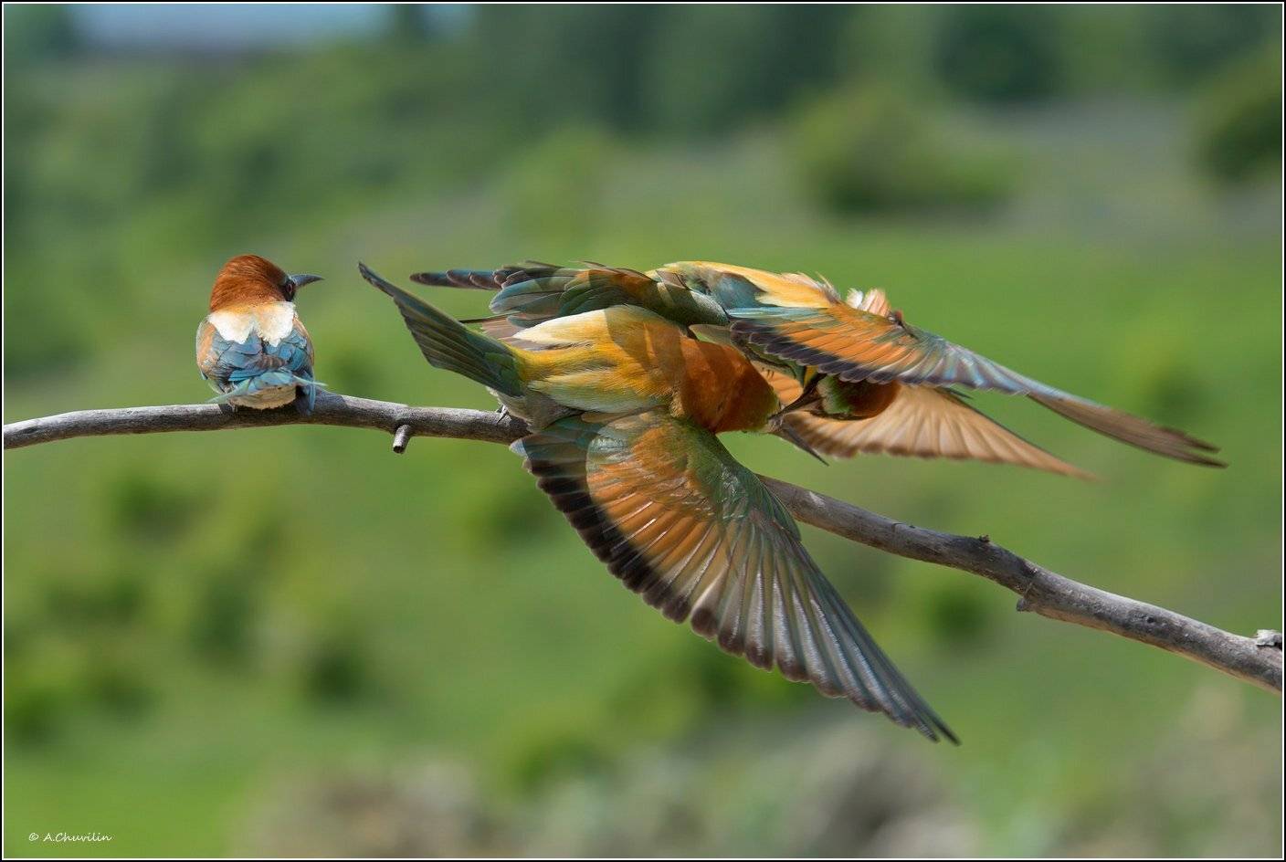 птицы,весна,щурки,драка,самочка, Александр Чувилин