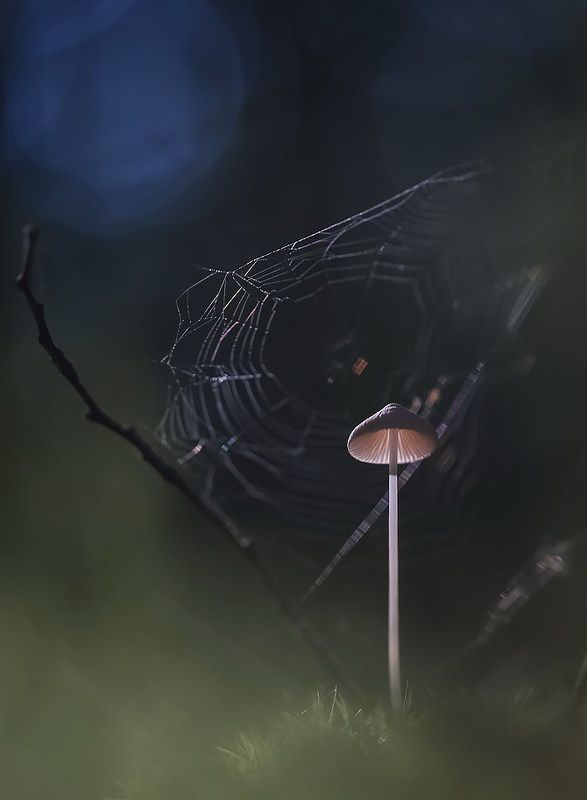 Лесная спутниковая станция фото превью