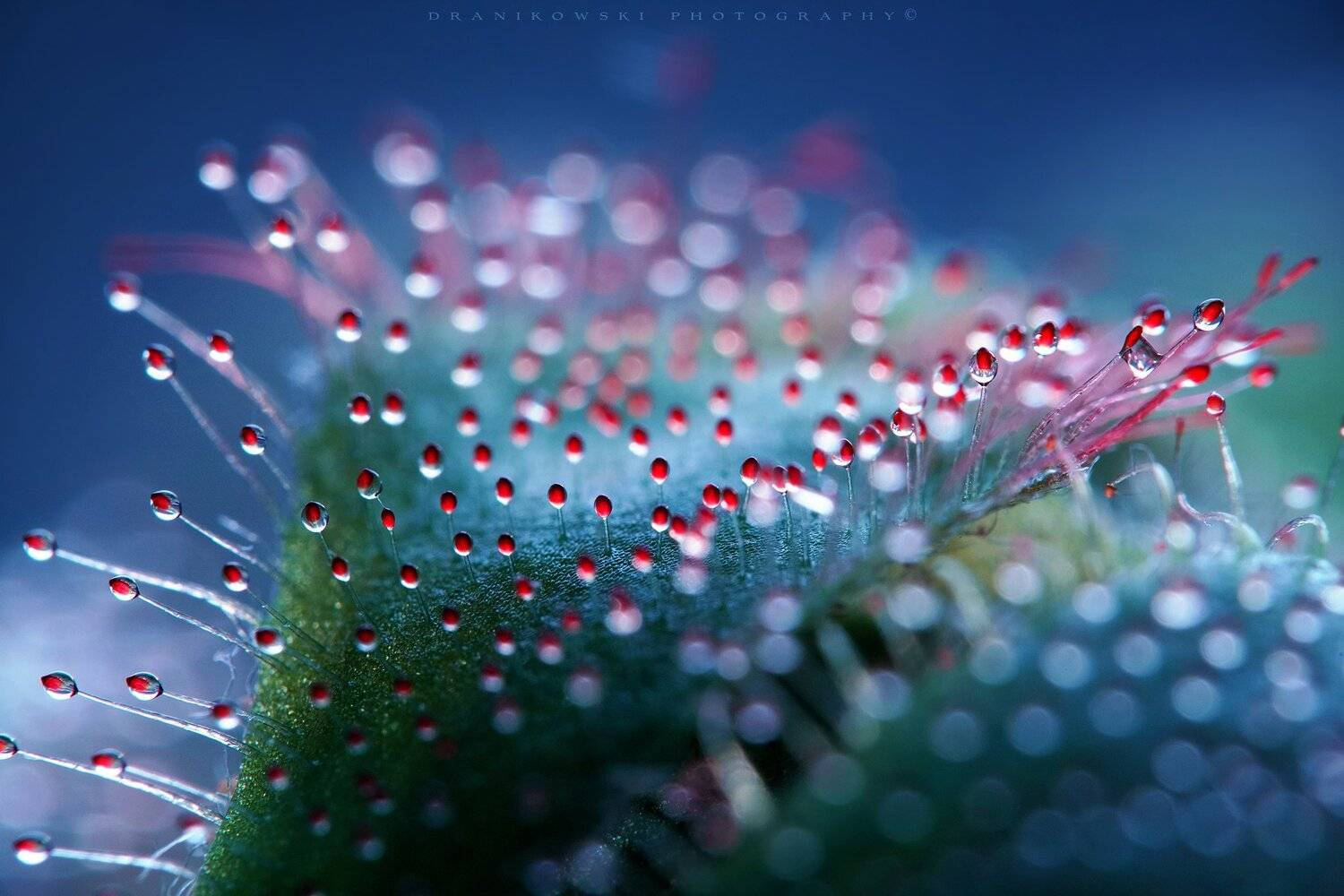 drosera rosiczka macro m42 dranikowski bokeh fine art magic plant, Radoslaw Dranikowski