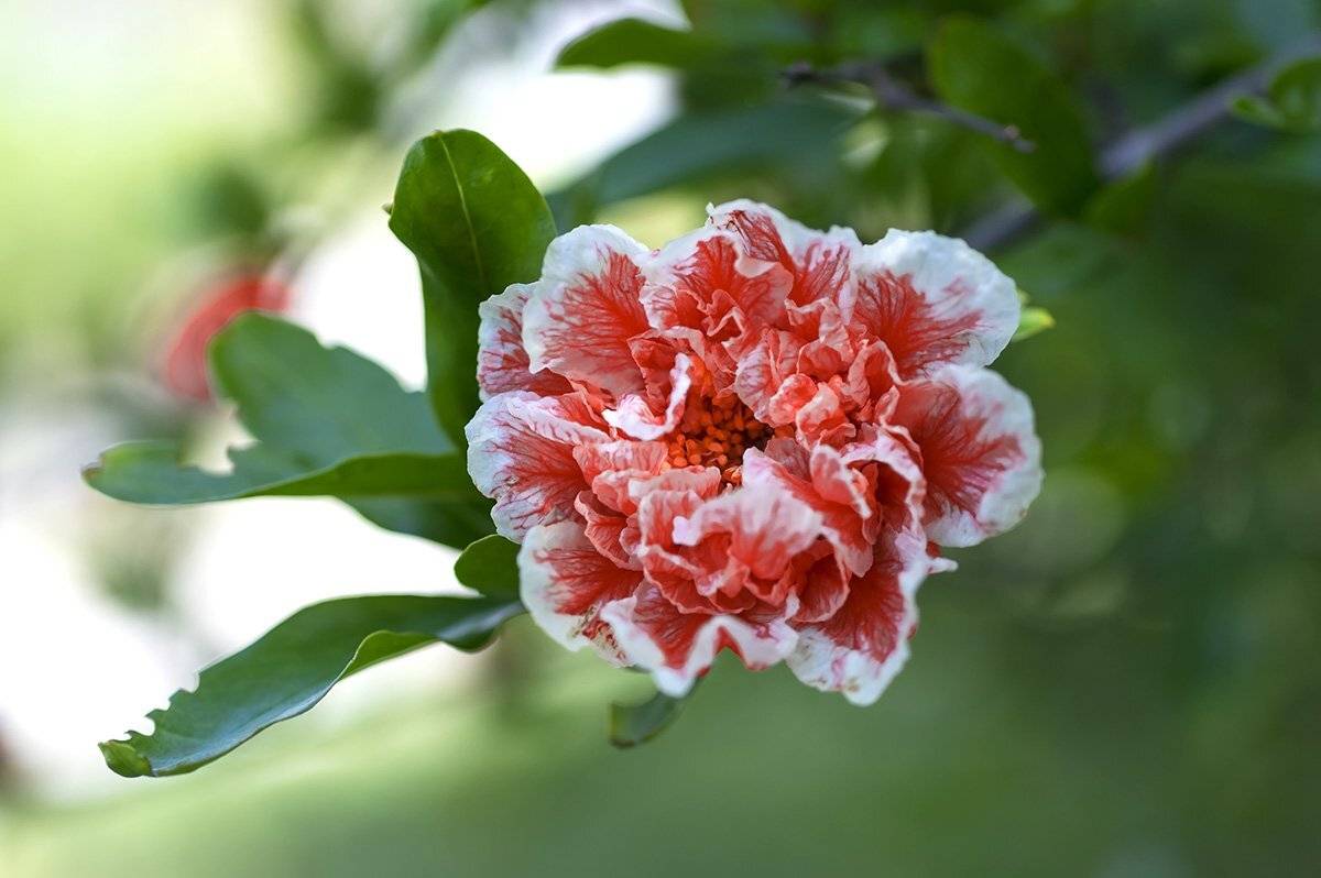 природа, макро, растения, цветок, гранатник, Александр Земляной