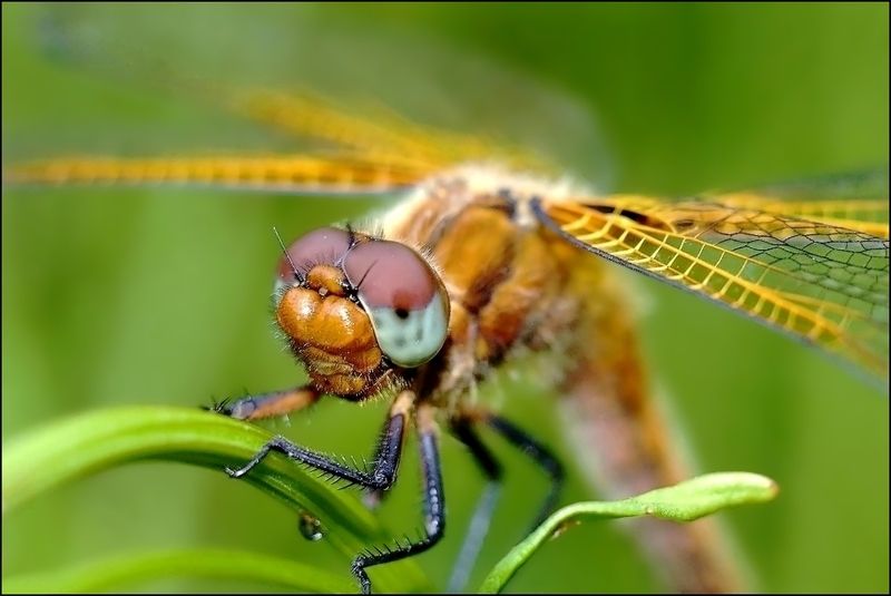 бдение фото превью