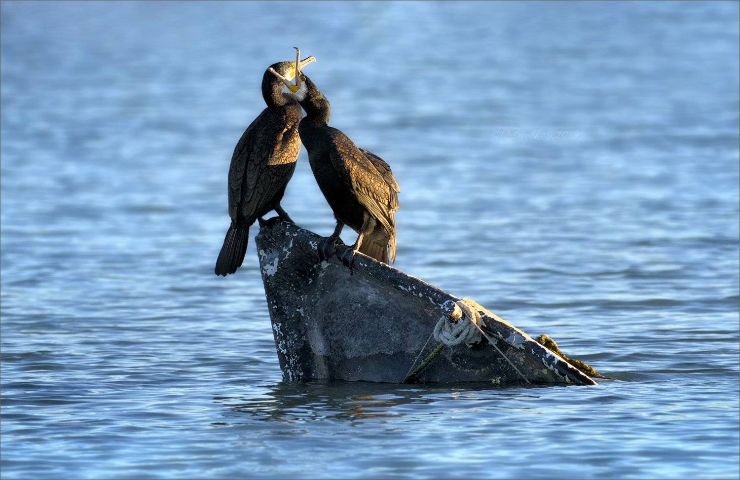 баклан, лодка, вода, закат, фауна, Sergey Drobkov